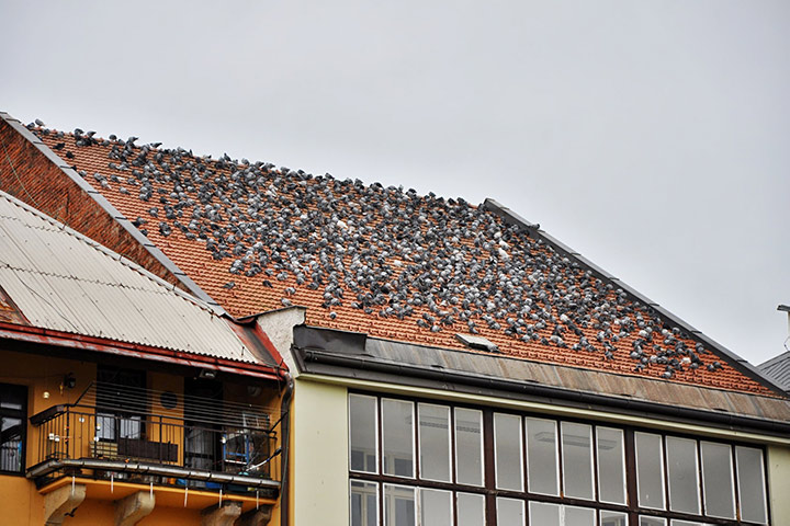 A2B Pest Control are able to install spikes to deter birds from roofs in Epping Forest. 
