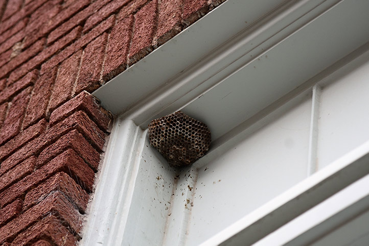 We provide a wasp nest removal service for domestic and commercial properties in Epping Forest.